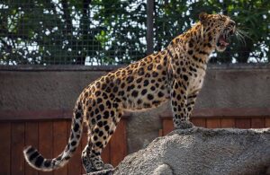 Московский зоопарк Леопард