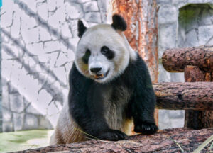 Московский зоопарк Панда