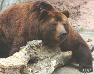 Московский зоопарк камчатский медведь